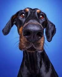 Is enlarged lymph nodes (called peripheral it is difficult to determine how long a dog will live that is being treated for lymphoma as different research reports have a wide range of conclusions. Whats New In Canine Lymphoma