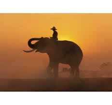 We did not find results for: Asian Elephant At Sunset Wall Mural Tenstickers