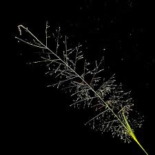 Image result for Sporobolus pectinellus