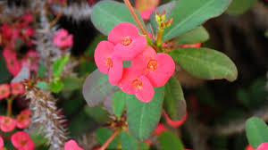Discount99.us has been visited by 1m+ users in the past month Flora Fan Finds Flora Fun In Florida Nitty Gritty Dirt Man