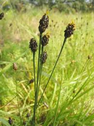 Image result for Xyris congensis