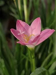 Image result for Zephyranthes minuta