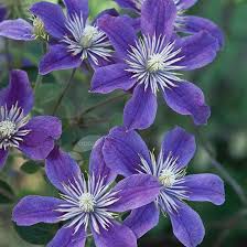Arabella clematis will grow to be about 5 feet tall at maturity, with a spread of 5 feet. Pin On Garden Ideas