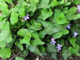 We did not find results for: Virginia Buttonweed Archives Spring Green