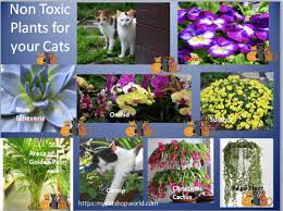 Check spelling or type a new query. Deadly Plants That Are Poison For Cats Best Pet Supplies