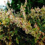Image result for Rumex sagittatus