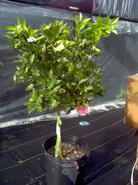We did not find results for: How To Care For Citrus Trees I E Too Much Water Causes Root Rot No Mulch Good Drainage No Wet Feet Citrus Trees Orange Tree Root Rot