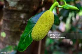 Image result for Artocarpus heterophyllus