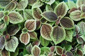 Image result for Pilea johnstonii
