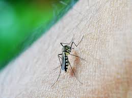 Feb 11, 2020 · @alwaysclau: First Death Reported In California Due To Mosquito Borne Disease Know The Symptoms Of West Nile Virus Thehealthsite Com