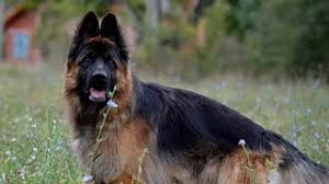 Once that trait is eliminated, you will see how truly loving. Poland German Shepherd Breeders Wolf Lake Gsd Poland