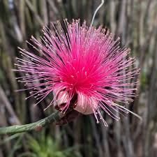 Image result for Exacum zombense