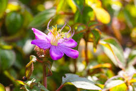 Image result for Heterotis rotundifolia