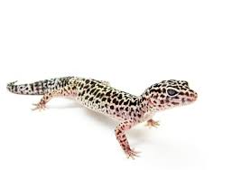 Como Cuidar De Um Gecko Leopardo