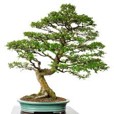 Chinesische Ulme Schonheit Aus Ostasien Chinesische Ulme Bonsai Pflege Bonsai