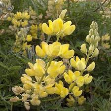 Image result for Lupinus mexicanus