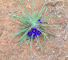 Image result for Aptosimum albomarginatum