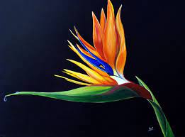 Strelitzia Bird Of Paradise By Aarti Bartake Acrylic Painting On Canvas Subject Flowers And Plants Phot Painting Acrylic Painting Canvas Bloom And Wild