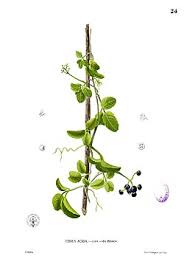 Image result for Vitaceae