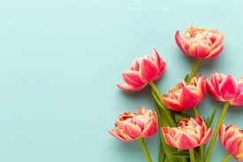 Together they founded the miami design preservation league and revived the art deco district (better known as tropical deco) into a pastel of rainbow colors from the heyday and created a palette of 40 pastels to do the job. Premium Photo Spring Flowers Tulips On Pastel Colors Background