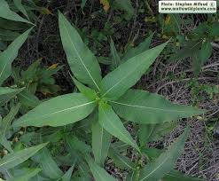 Image result for Persicaria senegalensis