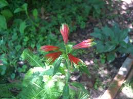 Image result for Alstroemeria pulchella