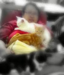Kalau belum pernah buat sebelum ini, dan mahu mula beri homemade wet food sendiri, dinasihatkan untuk dengan hidangkan makanan homemade seminggu sekali sebagai alternatif makanan kucing yang dibeli kepada si comel anda. Doa Ku Sepanjang Masa