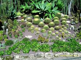 Perfekt für kakteenliebhaber, die kämpfen, um die wirklichen dinge am leben zu halten! Kakteen Und Andere Sukkulenten Fur Den Steingarten Garten Wissen