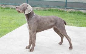 Image result for slovenský ohař hrubosrstý