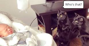 But one of the things that have made cats famous on the internet is their natural weirdness and here's the list to prove it. 50 Photos Of Cats Being Really Silly