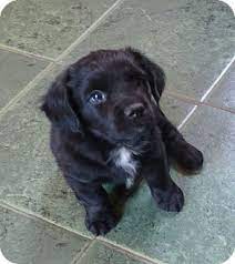 In this video i'm showing every adopt me pet's value in 2021 (roblox adopt me). Brattleboro Vt Cocker Spaniel Meet Little John A Pet For Adoption