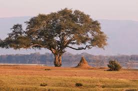 Image result for Faidherbia albida