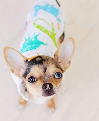 pin auf chihuahua chihuahuaa