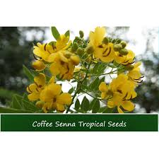Image result for Senna occidentalis