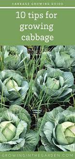 How To Grow Cabbage 10 Tips For Growing Cabbage Growing In The Garden Growing Cabbage Cabbage Growing Vegetables