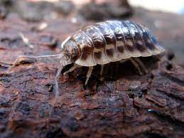The Common Woodlouse Woodlouse Woodlice Animal Habitats