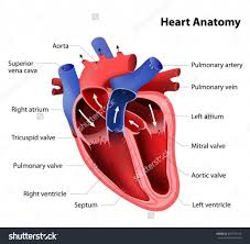 Human Heart Pictures For Kids Koibana Info Human Heart Anatomy Heart Anatomy Human Heart