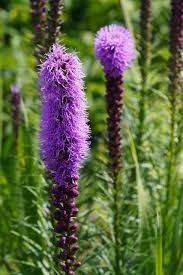 Image result for Tetragonia spicata