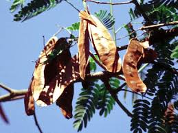 Image result for Albizia odoratissima