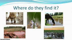 Animal Habitat Powerpoint Animal Habitats Habitats Projects Science For Kids