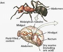 Which part of animal cell functions in the excretion of waste materials. Excretory System