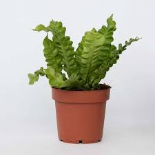 Image result for Asplenium