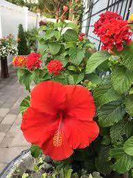 Lantana And Hibiscus A Grand Love Affair Flower Garden Hibiscus Flowers