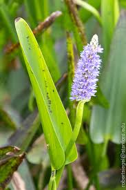 Image result for Pontederiaceae