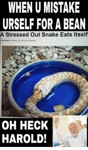 When U Mistake Urself For A Bean A Stressed Out Snake Eats Itself Biology On May 18 2014at 1000am Oh Heck Harold Snake Meme On Me Me