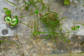 Image result for Wolffiella