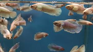 Most are dumbo ear halfmoon betta fish but there is one crowntail betta fish. Young Betta Dumbo Long Fin Part 2 Youtube