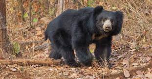 Sloth Bear Ranthambore National Park India Sloth Bear Bear Sloth