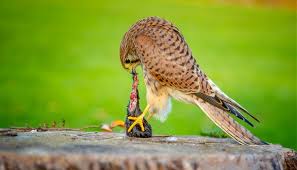 Need to translate cernícalo vulgar from spanish and use correctly in a sentence? Cernicalo Vulgar Caracteristicas Vuelo Habitat Y Curiosidades