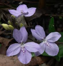 Image result for Pseuderanthemum